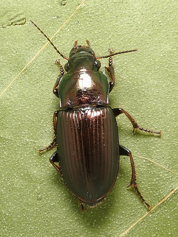 Carabo di Natale: Harpalus distinguendus